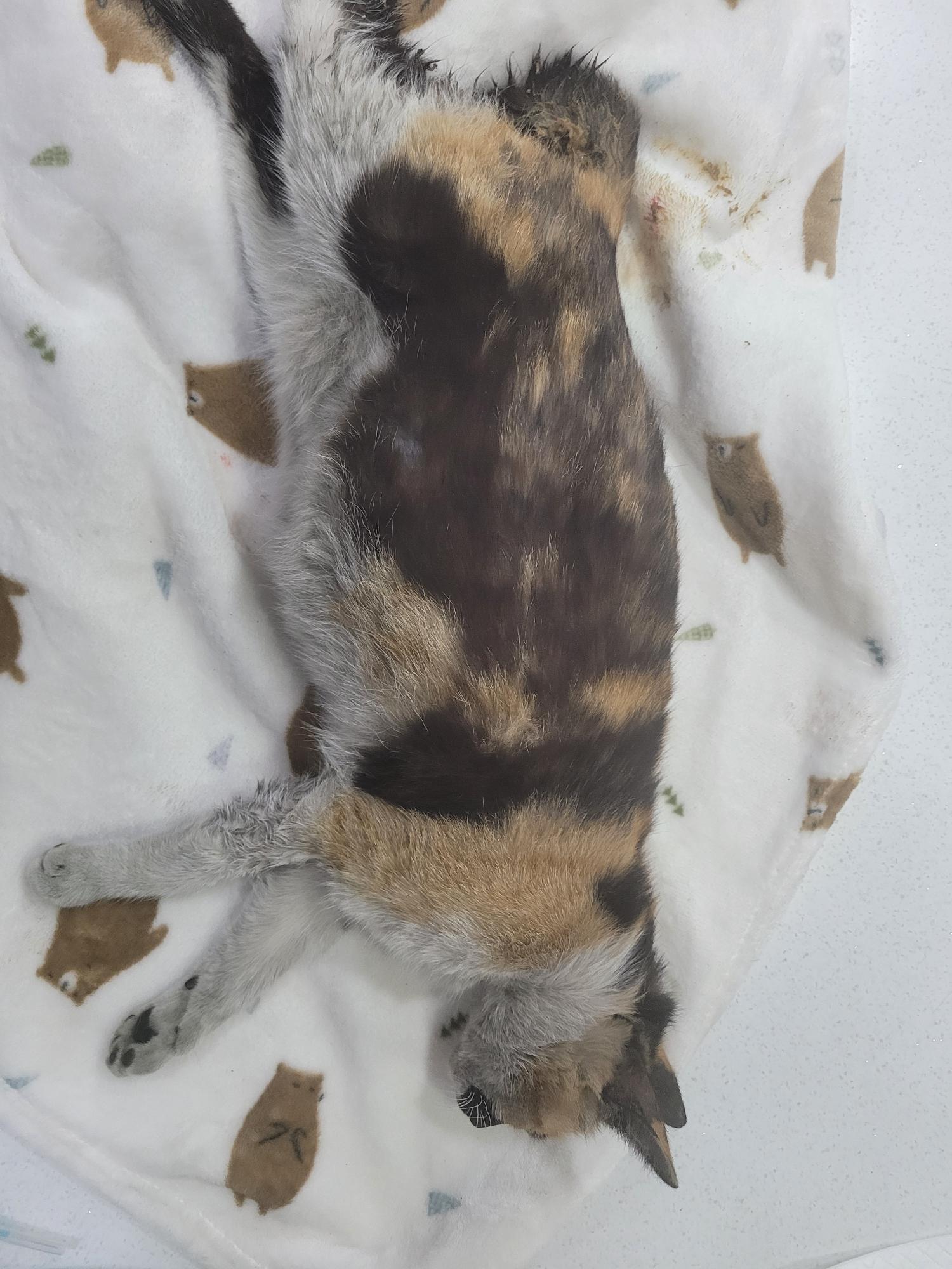 울산유기동물보호센터_431372202400072